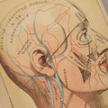 Lot 062 - "New Warren's Household Physician" Illustrated Antique Medical Reference Book With Layered Sectional Manikin Anatomical Illustrations, Debossed Woman's Bust On Cover, Other Full Color Plates, Published By A.I. Bradley & Company, Boston, 1904