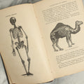 Lot 137 - "Natural History" Antique Zoology Book By Worthington Hooker, M.D., Illustrated With Nearly 300 Engravings, Published By Harper & Brothers, New York, 1883, With Color Marbled Fore Edge