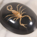 Lot 033 - Vintage Scorpion In Lucite Paperweight With Black Backing