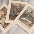 Lot 089 - Grouping Of Three Antique German Chromolithograph Bookplates Of Pigeons, From Illustriertes Mustertauben-Bush, J.F. Richter Printing, Hamburg, 1884 (Grouping C)