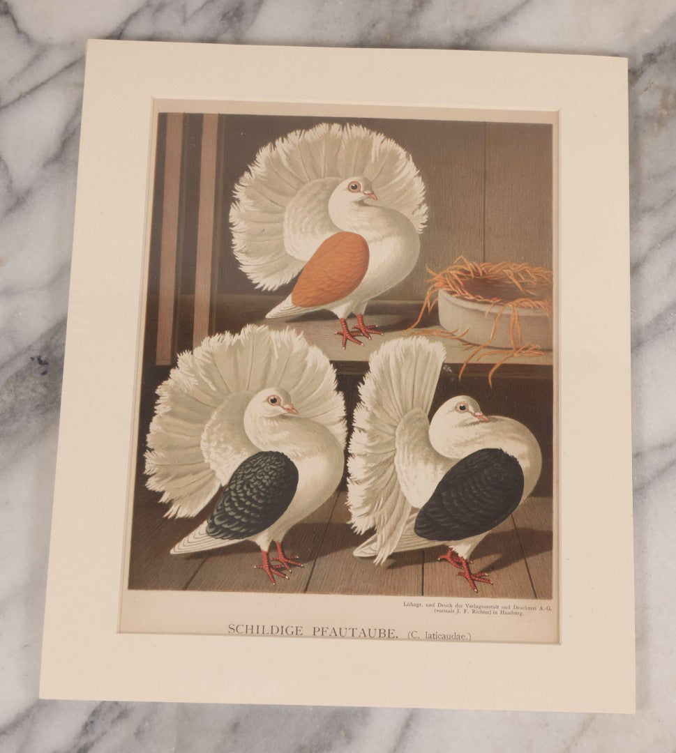 Lot 089 - Grouping Of Three Antique German Chromolithograph Bookplates Of Pigeons, From Illustriertes Mustertauben-Bush, J.F. Richter Printing, Hamburg, 1884 (Grouping C)