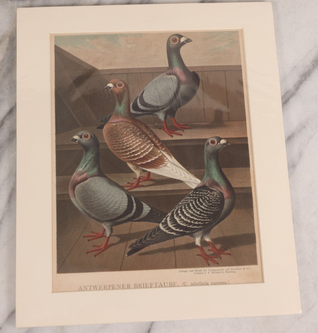 Lot 089 - Grouping Of Three Antique German Chromolithograph Bookplates Of Pigeons, From Illustriertes Mustertauben-Bush, J.F. Richter Printing, Hamburg, 1884 (Grouping C)