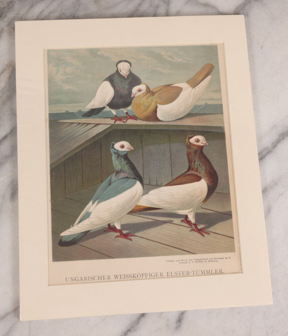Lot 089 - Grouping Of Three Antique German Chromolithograph Bookplates Of Pigeons, From Illustriertes Mustertauben-Bush, J.F. Richter Printing, Hamburg, 1884 (Grouping C)