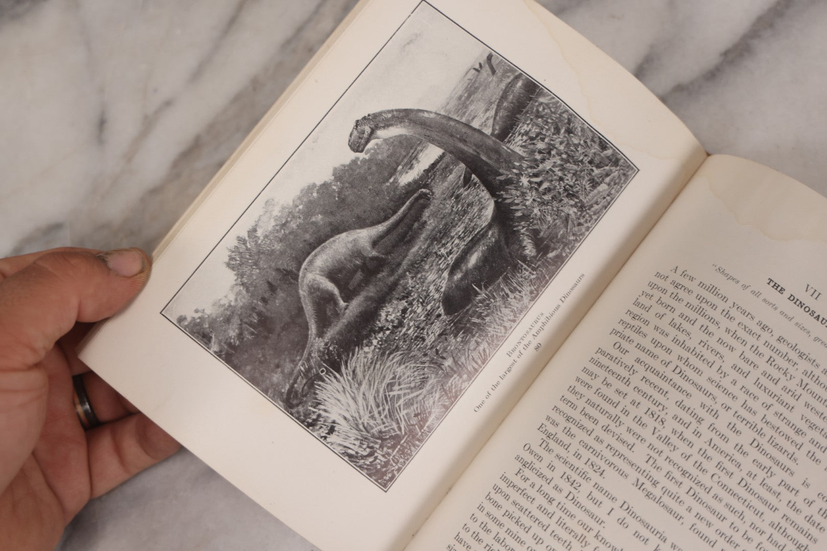 Lot 107 - "Animals Of The Past: An Account Of Some Of The Creatures Of The Ancient World" Illustrated Prehistoric Animal Book By Frederic A. Lucas, Director Of The Museum Of Natural History, Published By The American Museum Press, New York, 1922