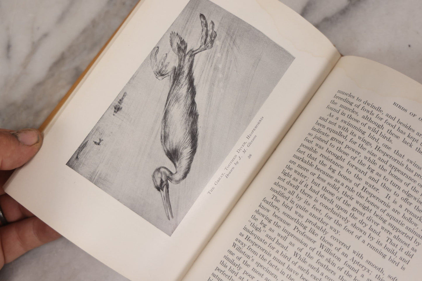 Lot 107 - "Animals Of The Past: An Account Of Some Of The Creatures Of The Ancient World" Illustrated Prehistoric Animal Book By Frederic A. Lucas, Director Of The Museum Of Natural History, Published By The American Museum Press, New York, 1922