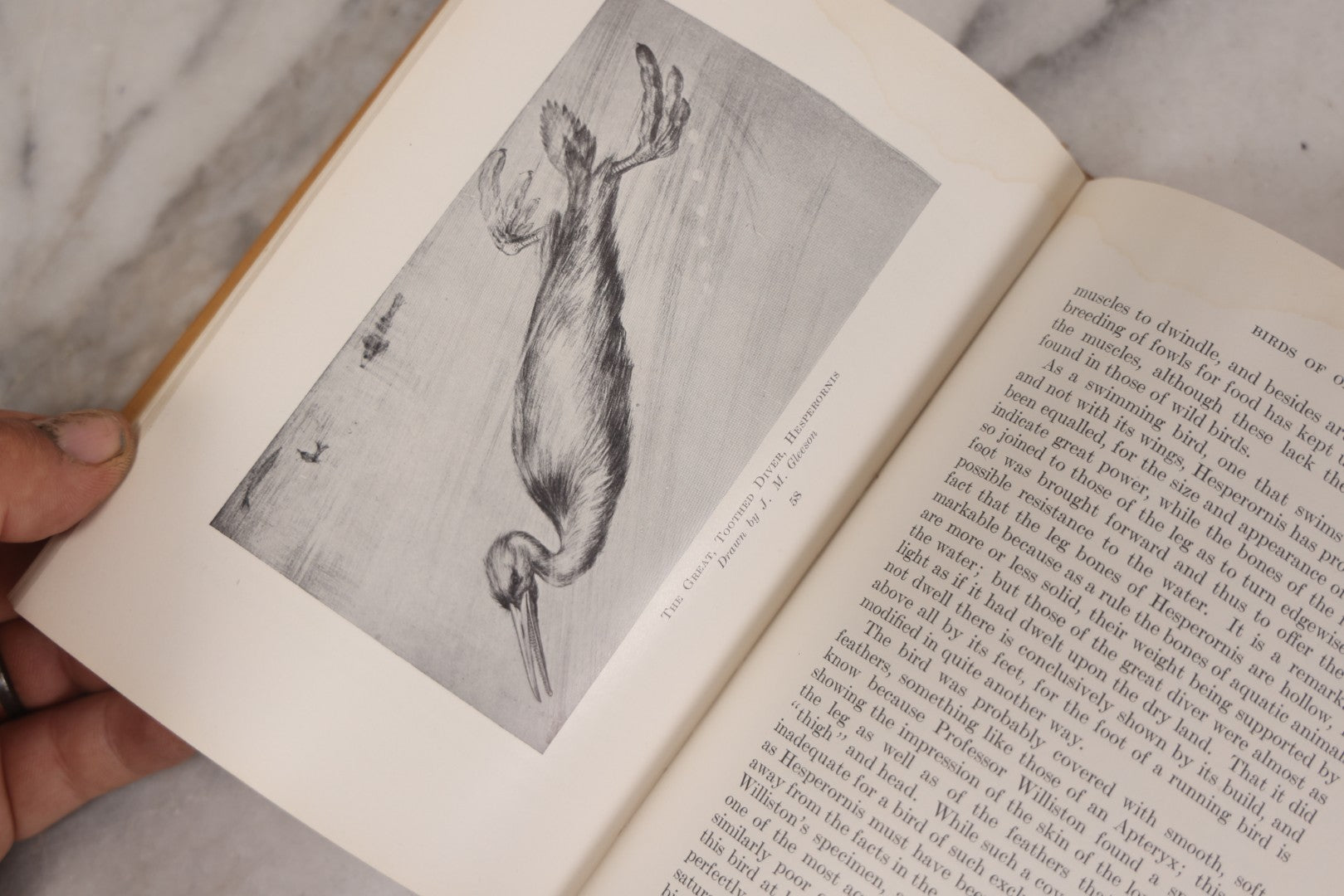 Lot 107 - "Animals Of The Past: An Account Of Some Of The Creatures Of The Ancient World" Illustrated Prehistoric Animal Book By Frederic A. Lucas, Director Of The Museum Of Natural History, Published By The American Museum Press, New York, 1922