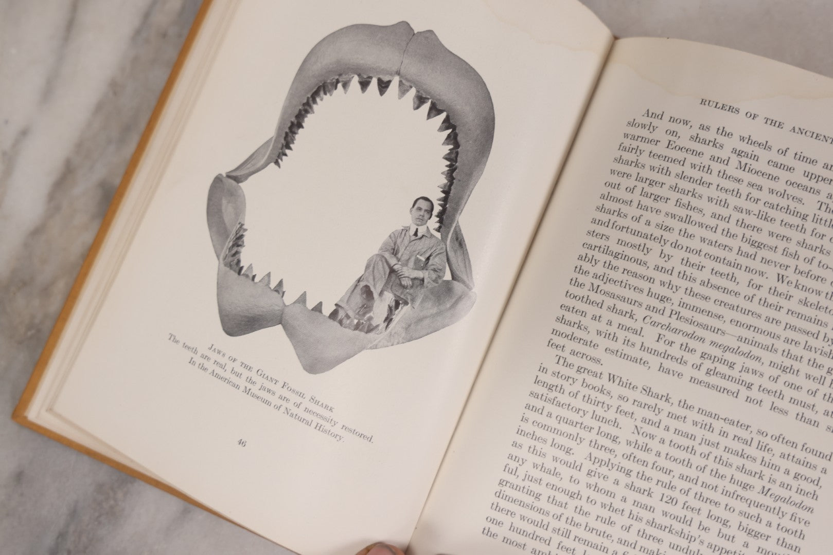 Lot 107 - "Animals Of The Past: An Account Of Some Of The Creatures Of The Ancient World" Illustrated Prehistoric Animal Book By Frederic A. Lucas, Director Of The Museum Of Natural History, Published By The American Museum Press, New York, 1922