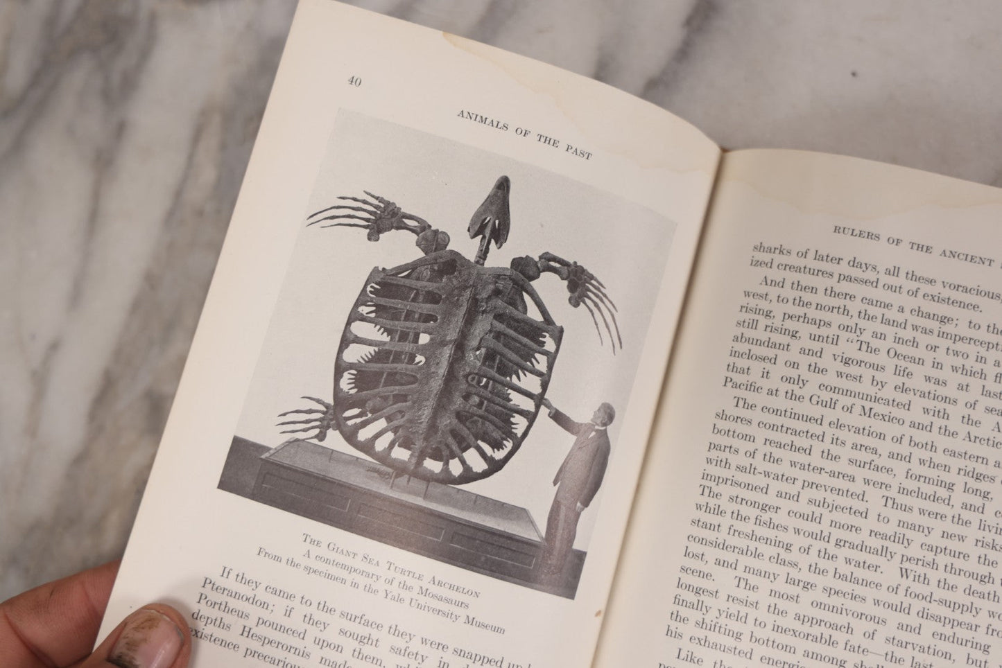 Lot 107 - "Animals Of The Past: An Account Of Some Of The Creatures Of The Ancient World" Illustrated Prehistoric Animal Book By Frederic A. Lucas, Director Of The Museum Of Natural History, Published By The American Museum Press, New York, 1922