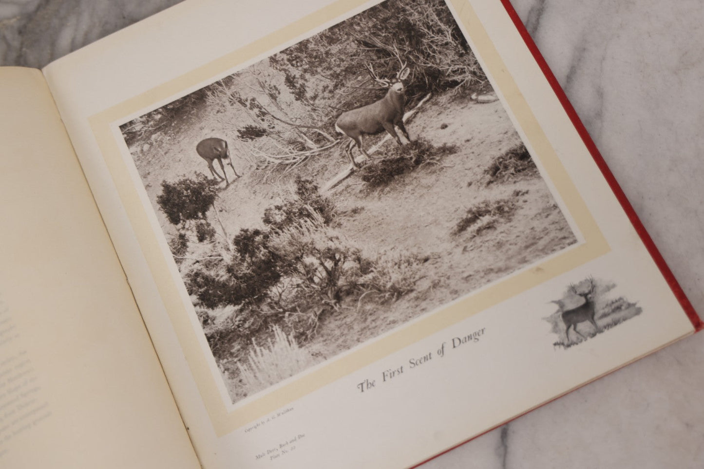 Lot 108 - "Hoofs, Claws And Antlers Of The Rocky Mountains By The Camera" Antique Photography Book With Introduction By Buffalo Bill, Published By Frank S. Thayer, Denver, Colorado, 1902, With Gilt Foredge