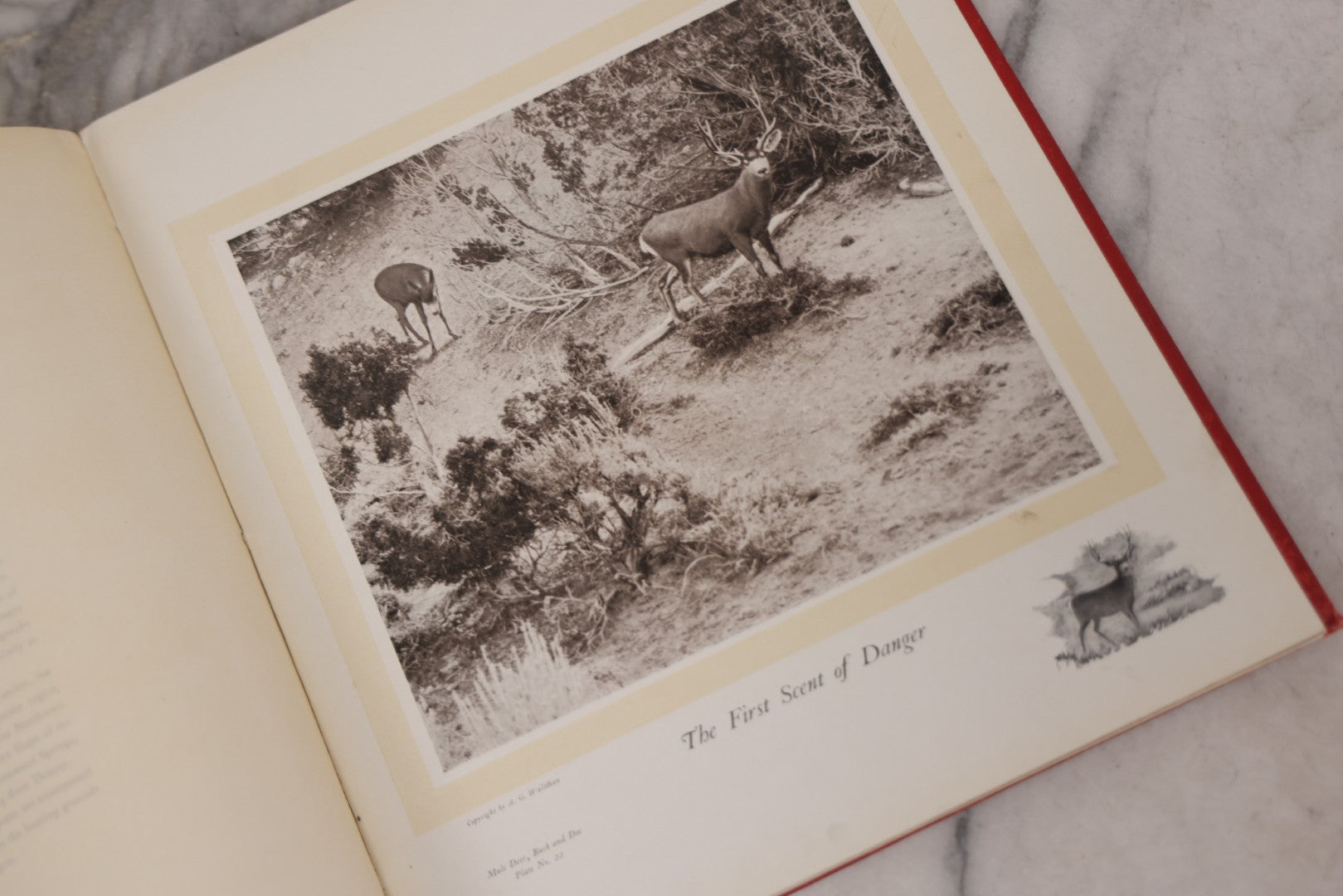 Lot 108 - "Hoofs, Claws And Antlers Of The Rocky Mountains By The Camera" Antique Photography Book With Introduction By Buffalo Bill, Published By Frank S. Thayer, Denver, Colorado, 1902, With Gilt Foredge