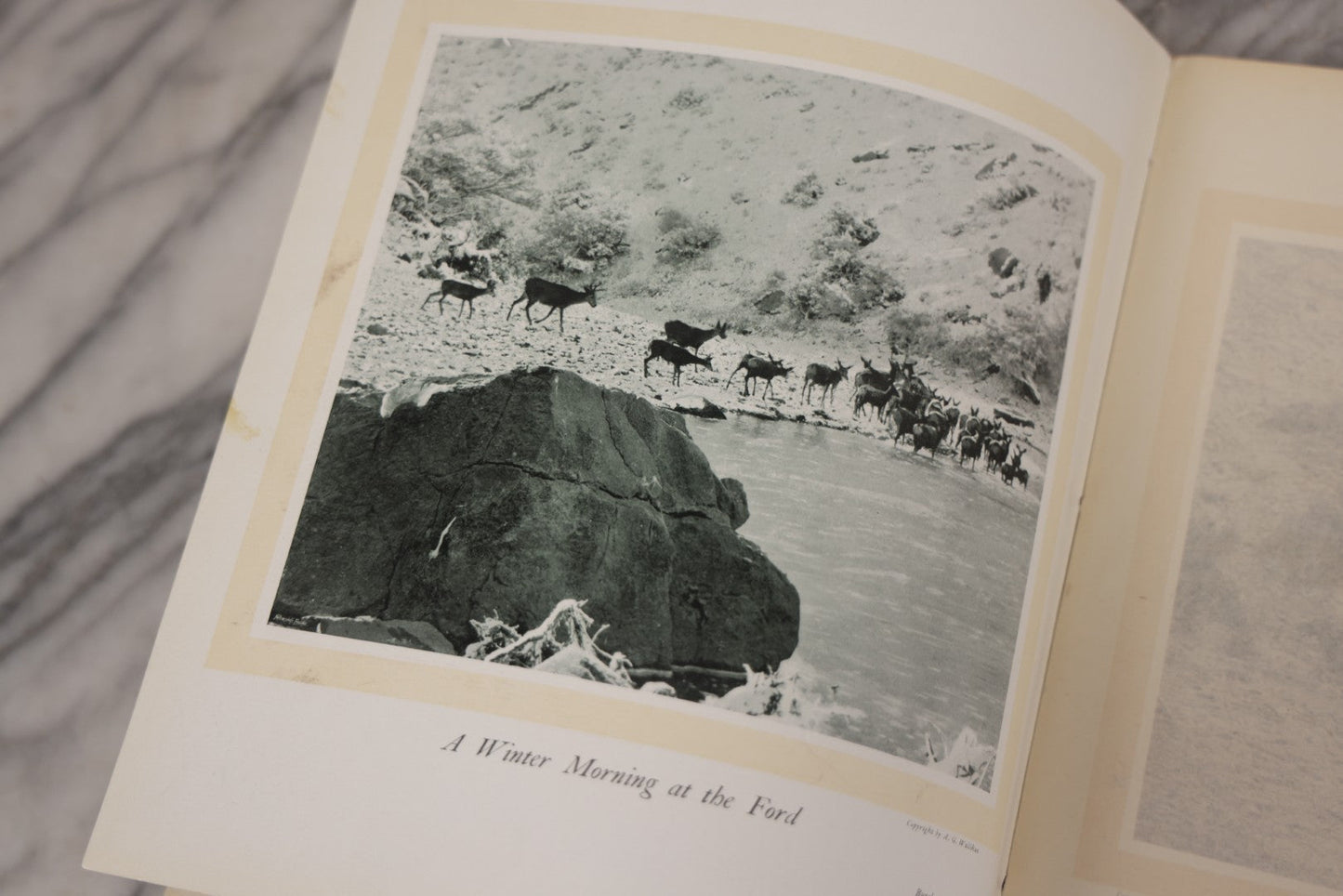 Lot 108 - "Hoofs, Claws And Antlers Of The Rocky Mountains By The Camera" Antique Photography Book With Introduction By Buffalo Bill, Published By Frank S. Thayer, Denver, Colorado, 1902, With Gilt Foredge
