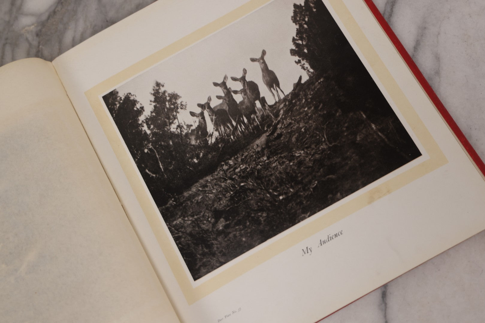 Lot 108 - "Hoofs, Claws And Antlers Of The Rocky Mountains By The Camera" Antique Photography Book With Introduction By Buffalo Bill, Published By Frank S. Thayer, Denver, Colorado, 1902, With Gilt Foredge