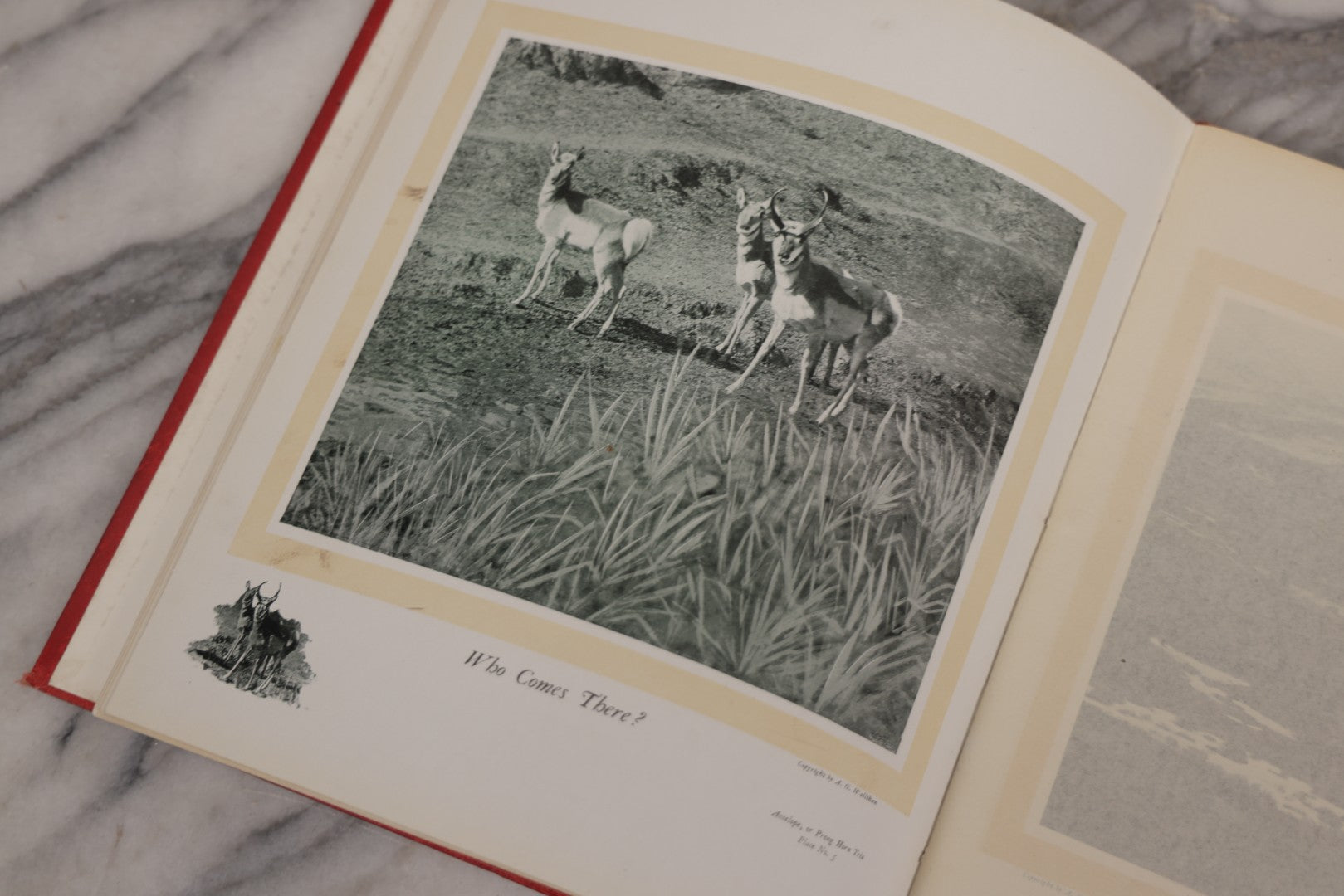 Lot 108 - "Hoofs, Claws And Antlers Of The Rocky Mountains By The Camera" Antique Photography Book With Introduction By Buffalo Bill, Published By Frank S. Thayer, Denver, Colorado, 1902, With Gilt Foredge