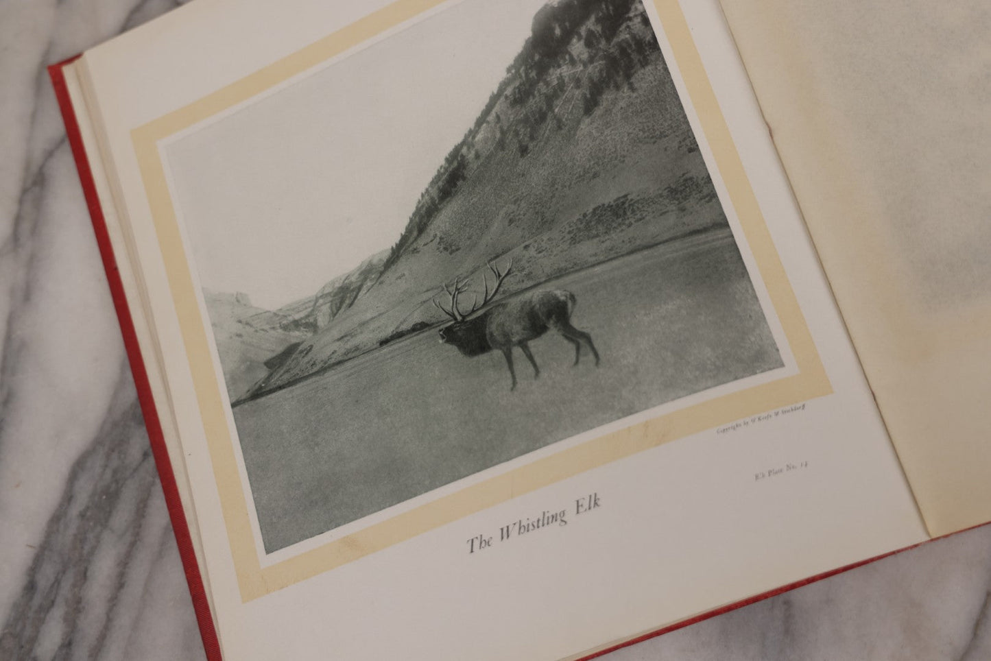Lot 108 - "Hoofs, Claws And Antlers Of The Rocky Mountains By The Camera" Antique Photography Book With Introduction By Buffalo Bill, Published By Frank S. Thayer, Denver, Colorado, 1902, With Gilt Foredge