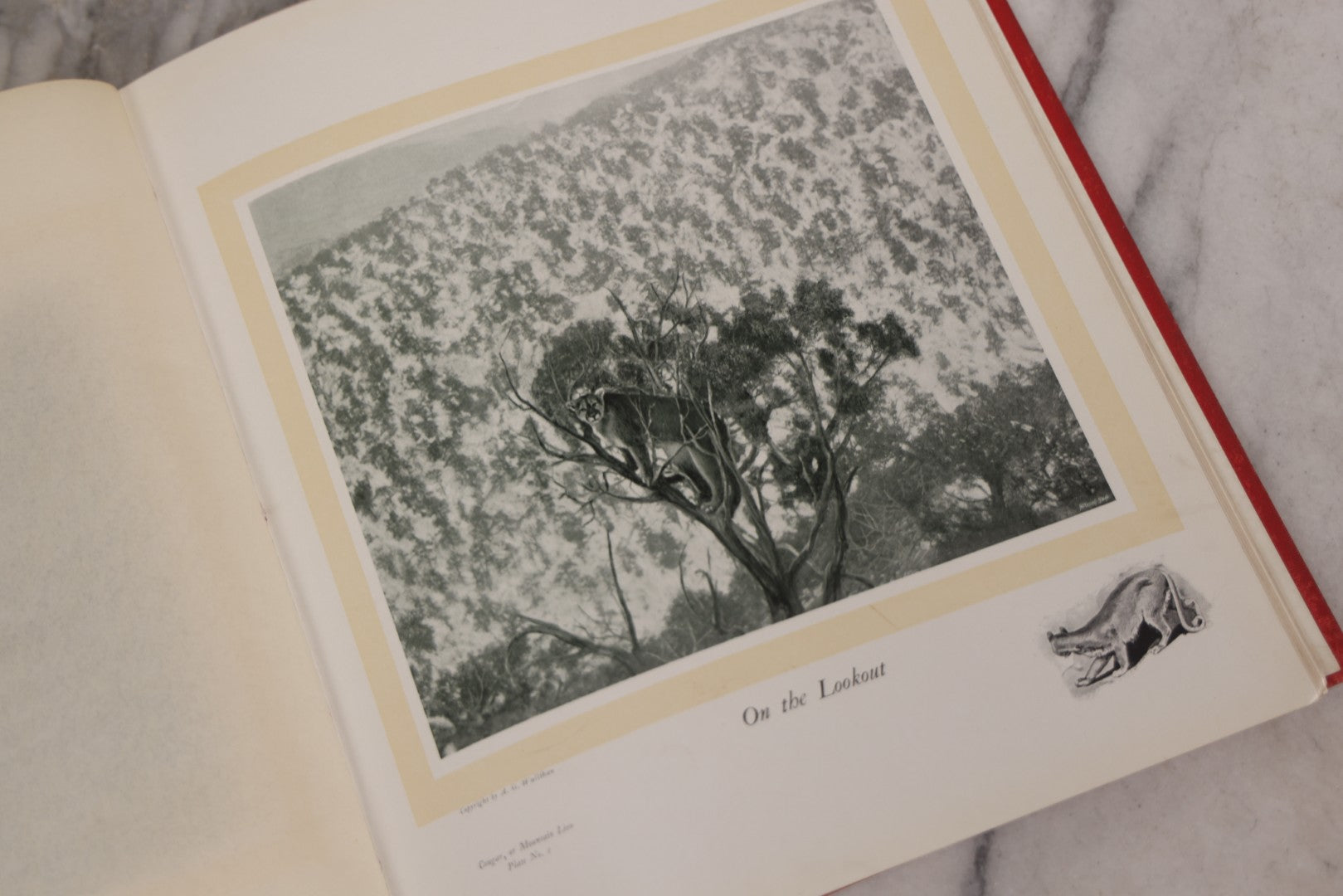 Lot 108 - "Hoofs, Claws And Antlers Of The Rocky Mountains By The Camera" Antique Photography Book With Introduction By Buffalo Bill, Published By Frank S. Thayer, Denver, Colorado, 1902, With Gilt Foredge