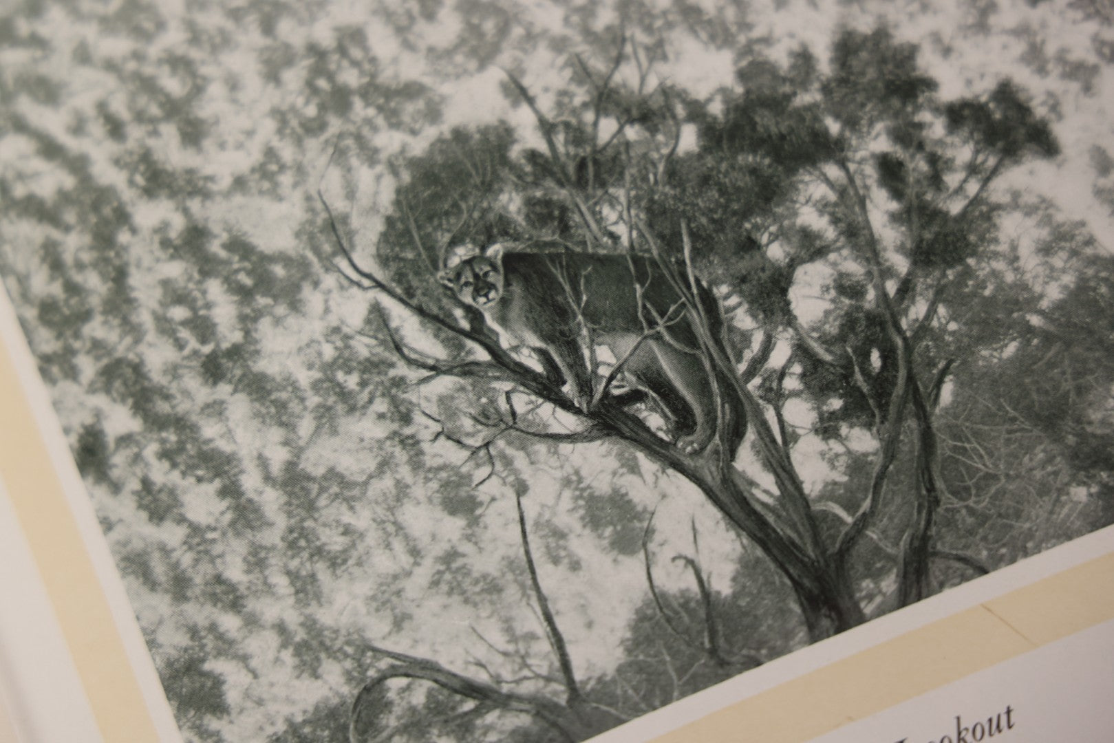 Lot 108 - "Hoofs, Claws And Antlers Of The Rocky Mountains By The Camera" Antique Photography Book With Introduction By Buffalo Bill, Published By Frank S. Thayer, Denver, Colorado, 1902, With Gilt Foredge