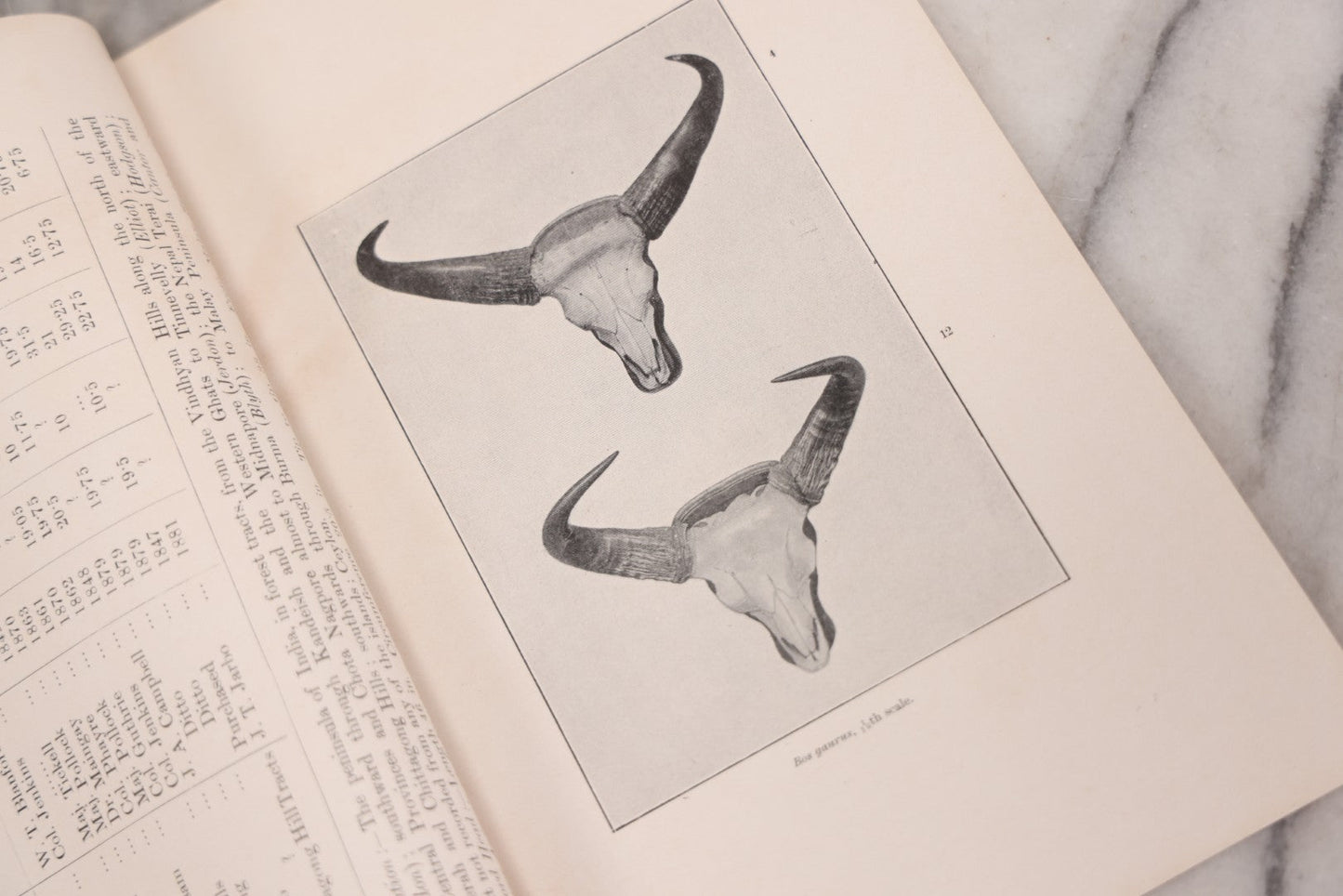 Lot 109 - "An Illustrated Catalogue Of The Asiatic Horns And Antlers In The Collection Of The Indian Museum" Antique English Booklet By T. Bentham, Published By The Indian Museum, Calcutta, India, 1908