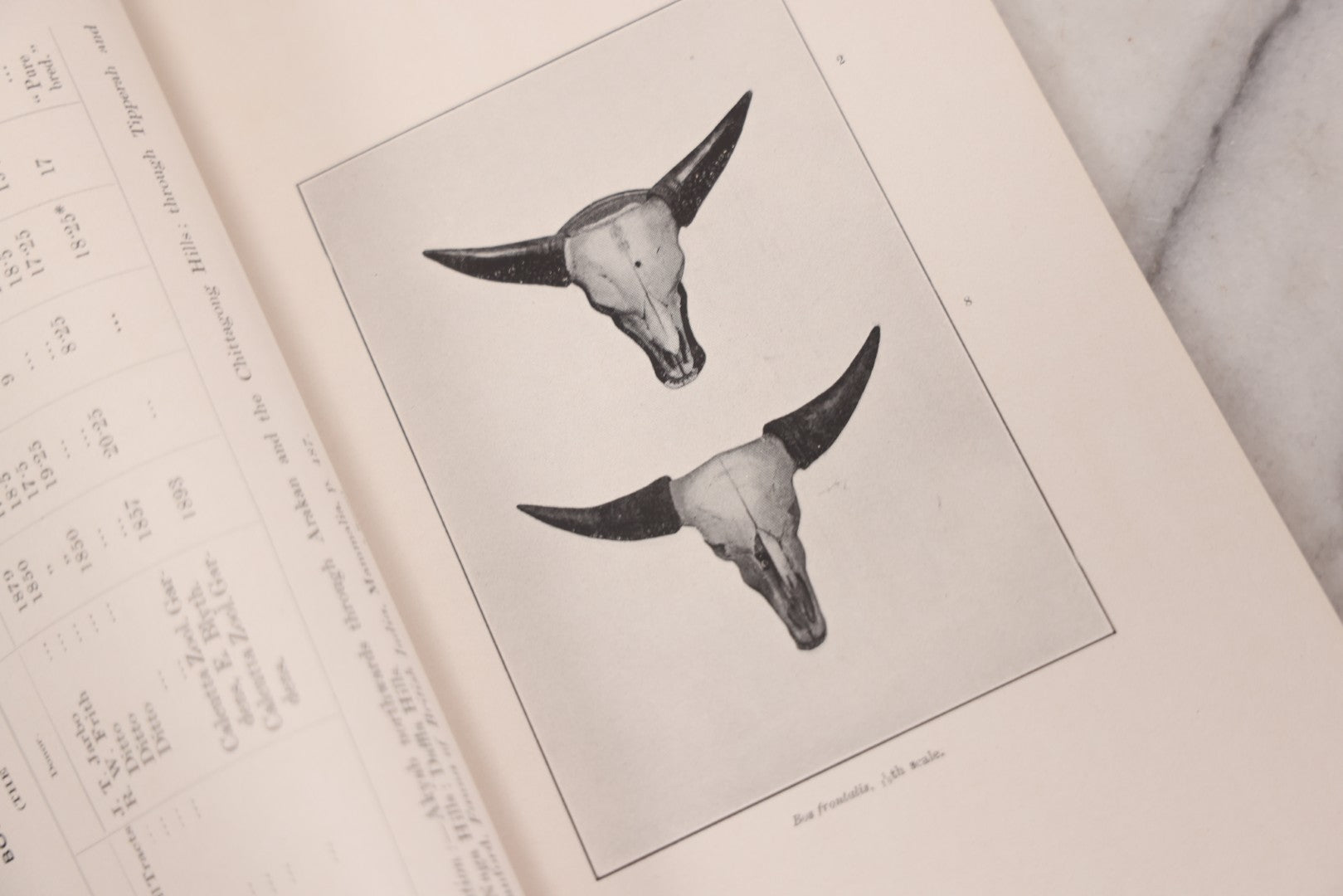 Lot 109 - "An Illustrated Catalogue Of The Asiatic Horns And Antlers In The Collection Of The Indian Museum" Antique English Booklet By T. Bentham, Published By The Indian Museum, Calcutta, India, 1908