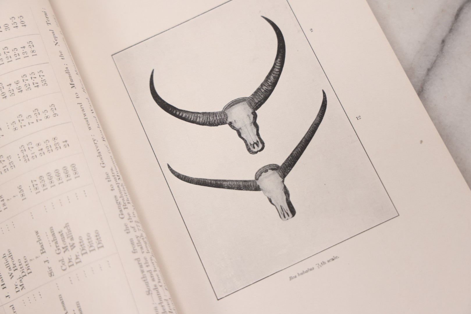 Lot 109 - "An Illustrated Catalogue Of The Asiatic Horns And Antlers In The Collection Of The Indian Museum" Antique English Booklet By T. Bentham, Published By The Indian Museum, Calcutta, India, 1908