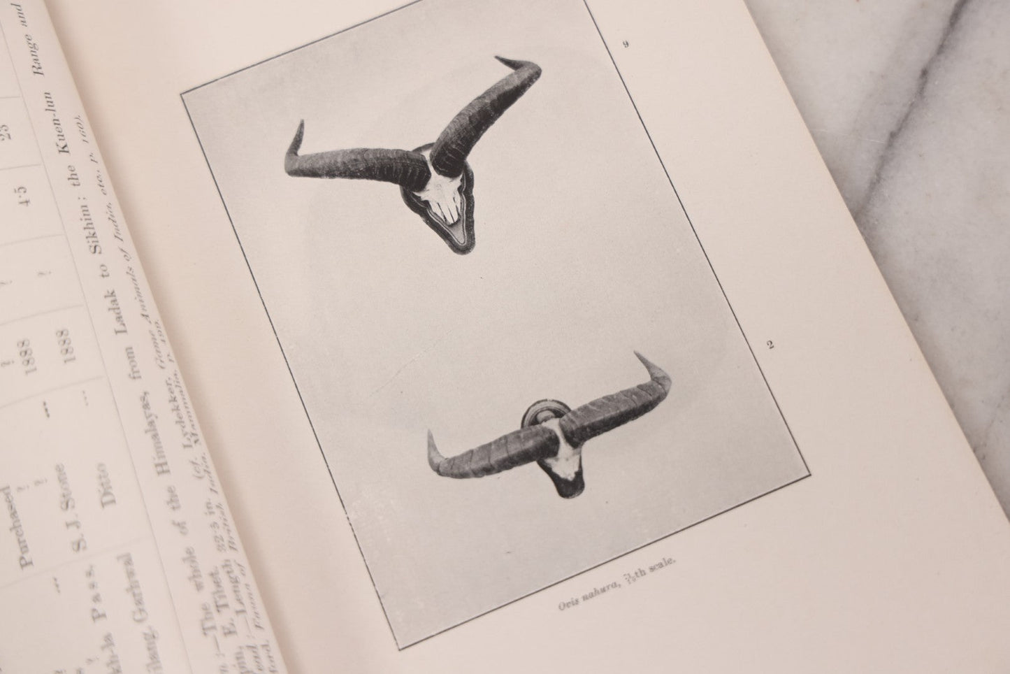 Lot 109 - "An Illustrated Catalogue Of The Asiatic Horns And Antlers In The Collection Of The Indian Museum" Antique English Booklet By T. Bentham, Published By The Indian Museum, Calcutta, India, 1908