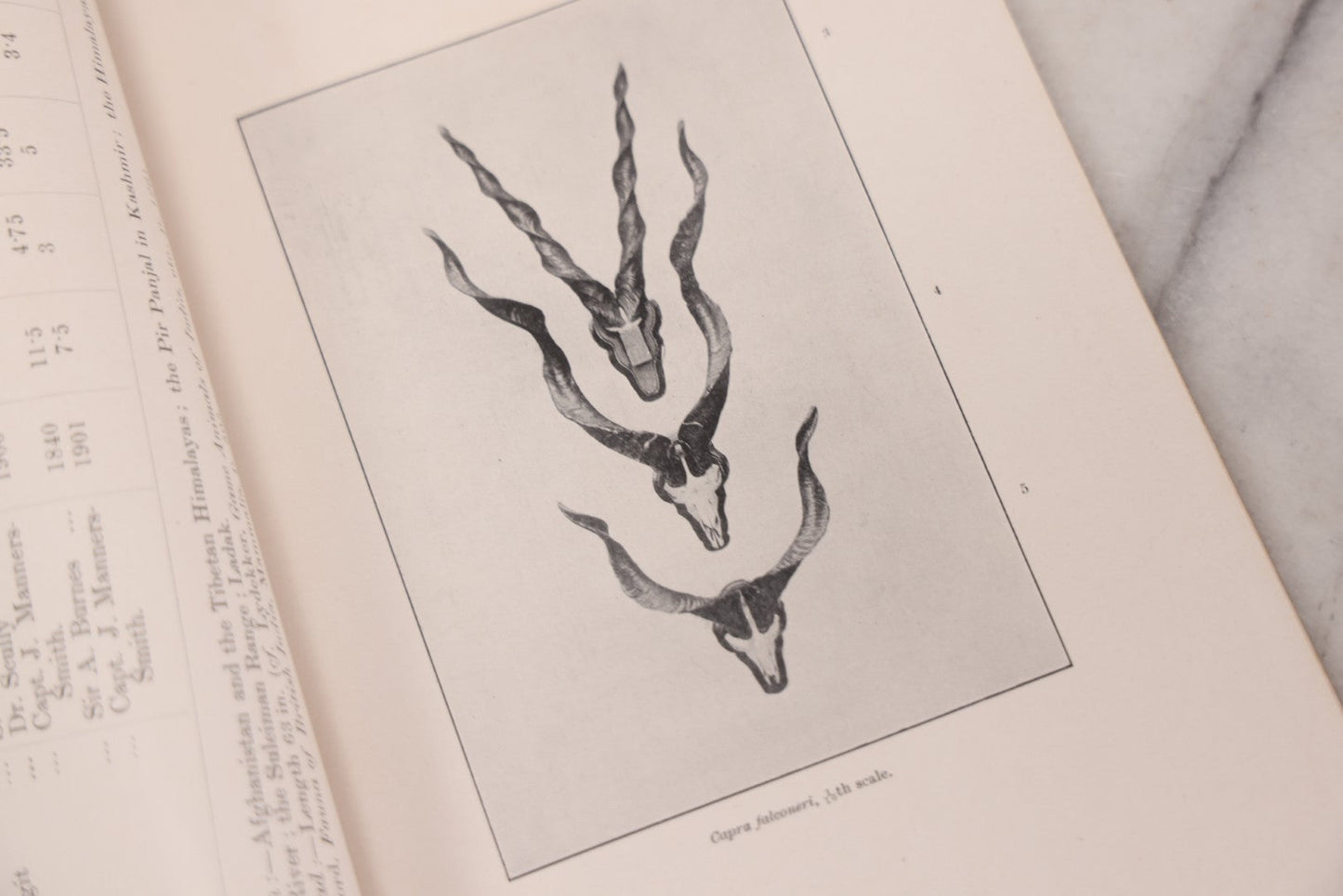 Lot 109 - "An Illustrated Catalogue Of The Asiatic Horns And Antlers In The Collection Of The Indian Museum" Antique English Booklet By T. Bentham, Published By The Indian Museum, Calcutta, India, 1908