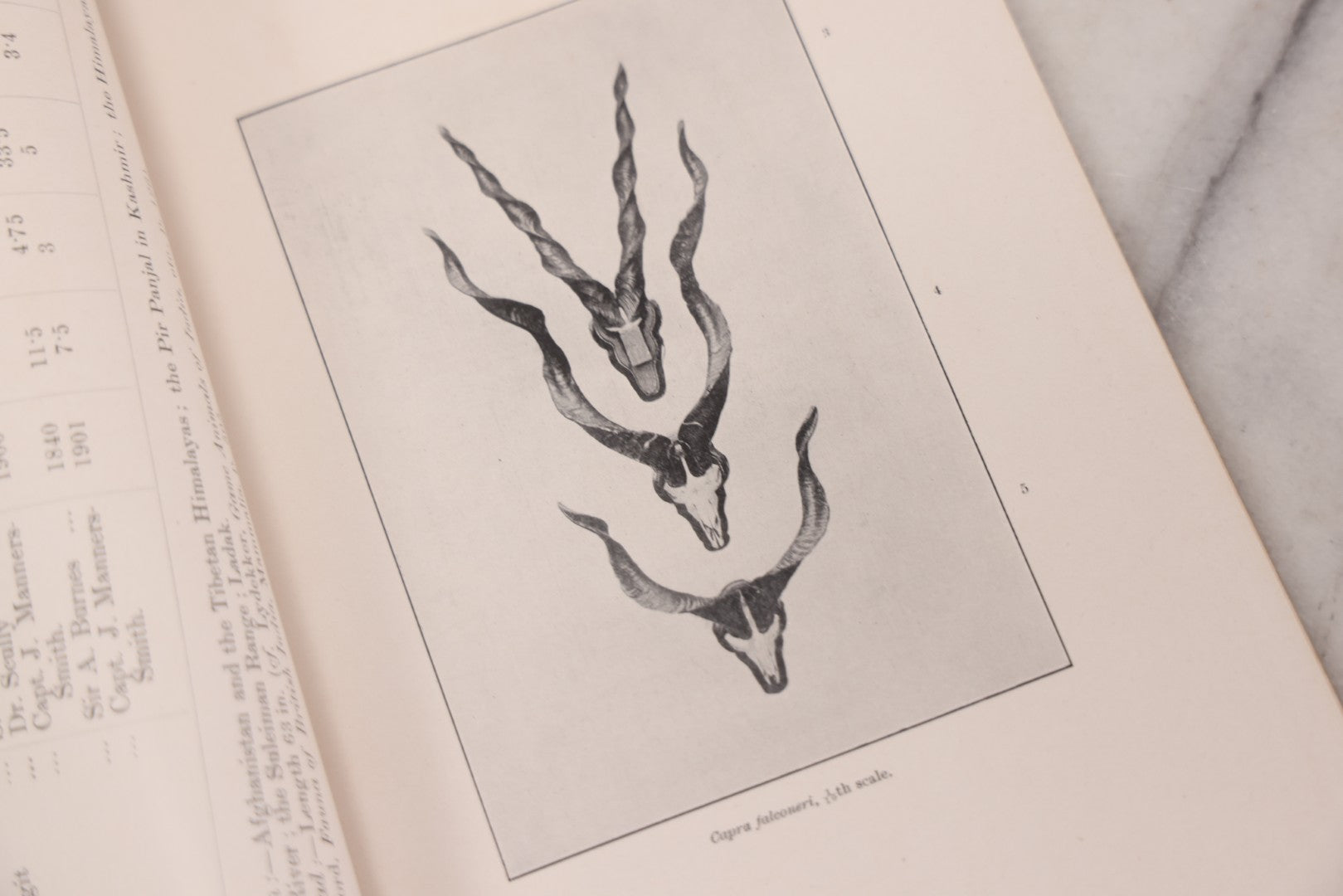 Lot 109 - "An Illustrated Catalogue Of The Asiatic Horns And Antlers In The Collection Of The Indian Museum" Antique English Booklet By T. Bentham, Published By The Indian Museum, Calcutta, India, 1908