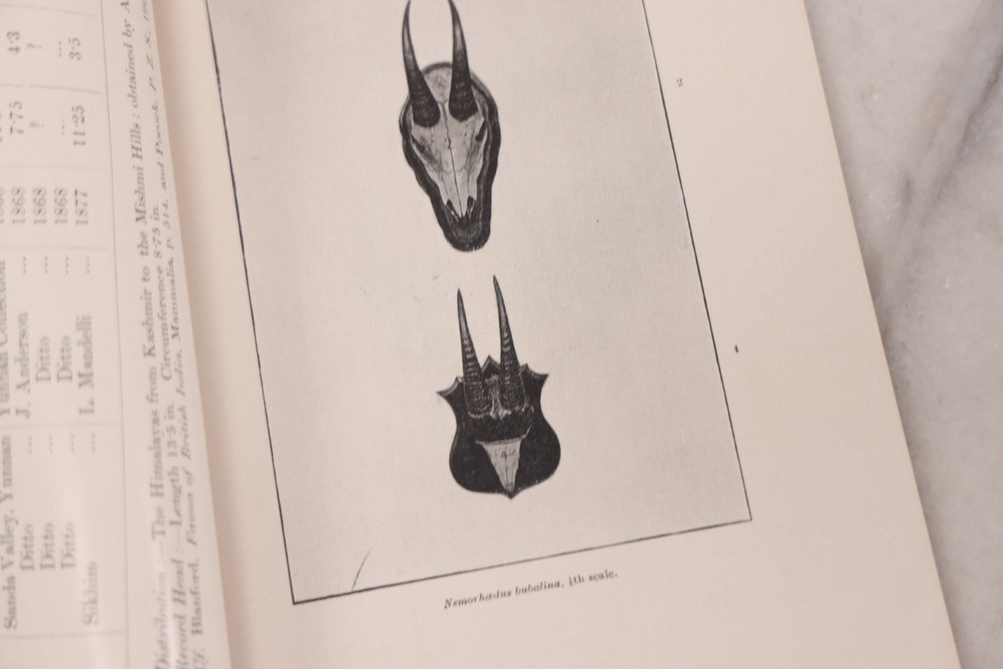 Lot 109 - "An Illustrated Catalogue Of The Asiatic Horns And Antlers In The Collection Of The Indian Museum" Antique English Booklet By T. Bentham, Published By The Indian Museum, Calcutta, India, 1908
