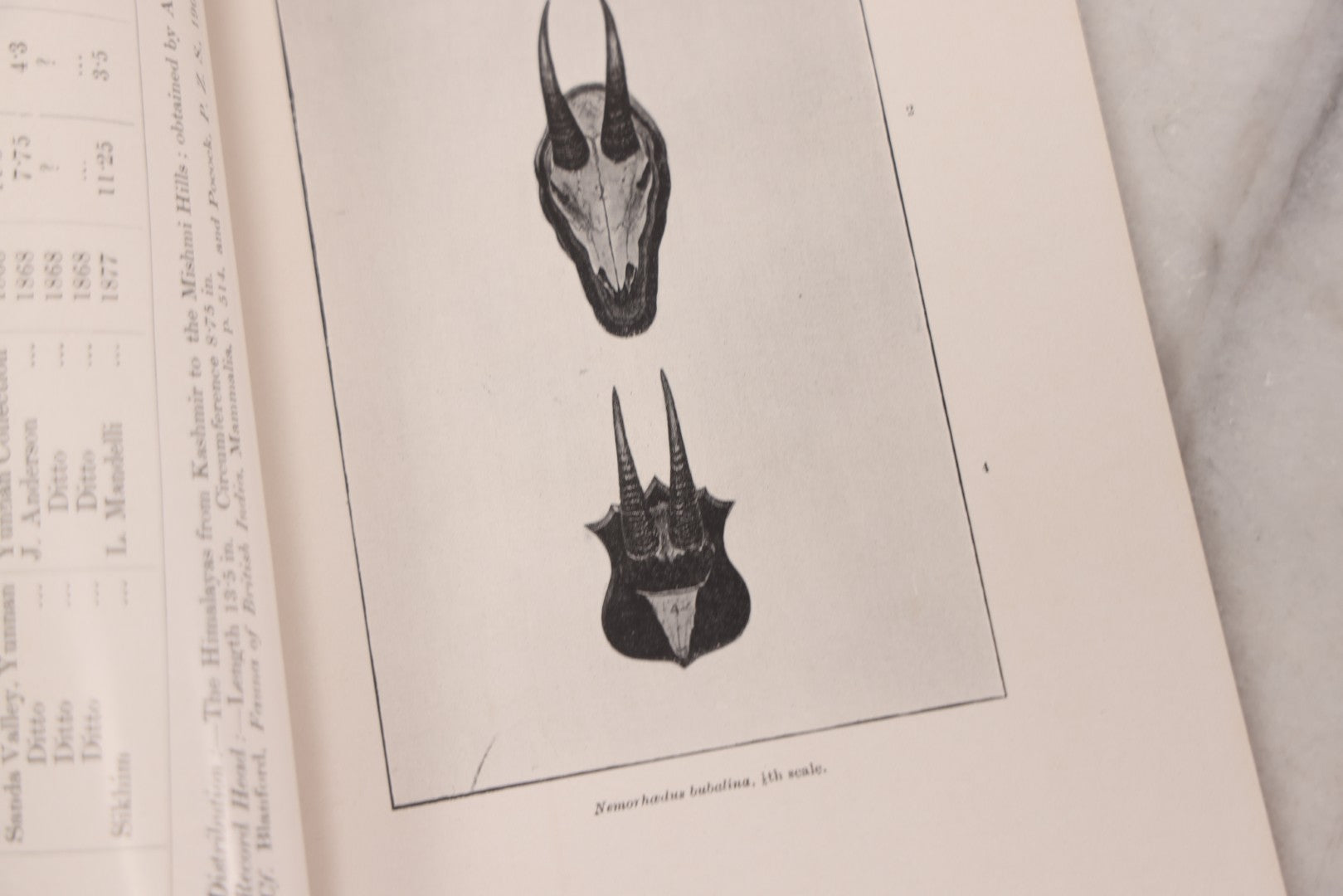 Lot 109 - "An Illustrated Catalogue Of The Asiatic Horns And Antlers In The Collection Of The Indian Museum" Antique English Booklet By T. Bentham, Published By The Indian Museum, Calcutta, India, 1908