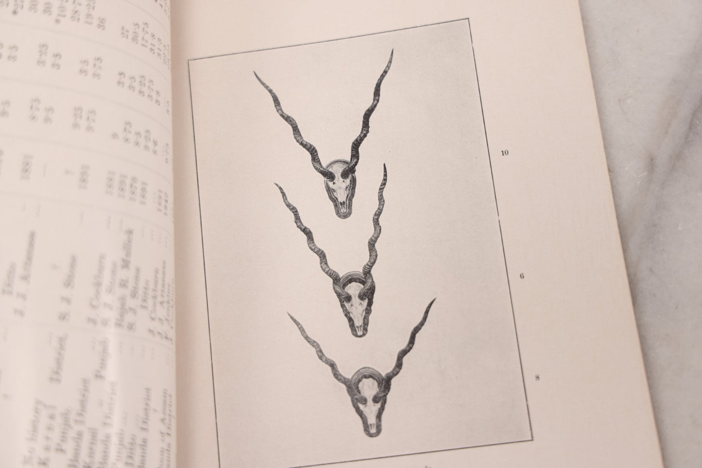 Lot 109 - "An Illustrated Catalogue Of The Asiatic Horns And Antlers In The Collection Of The Indian Museum" Antique English Booklet By T. Bentham, Published By The Indian Museum, Calcutta, India, 1908