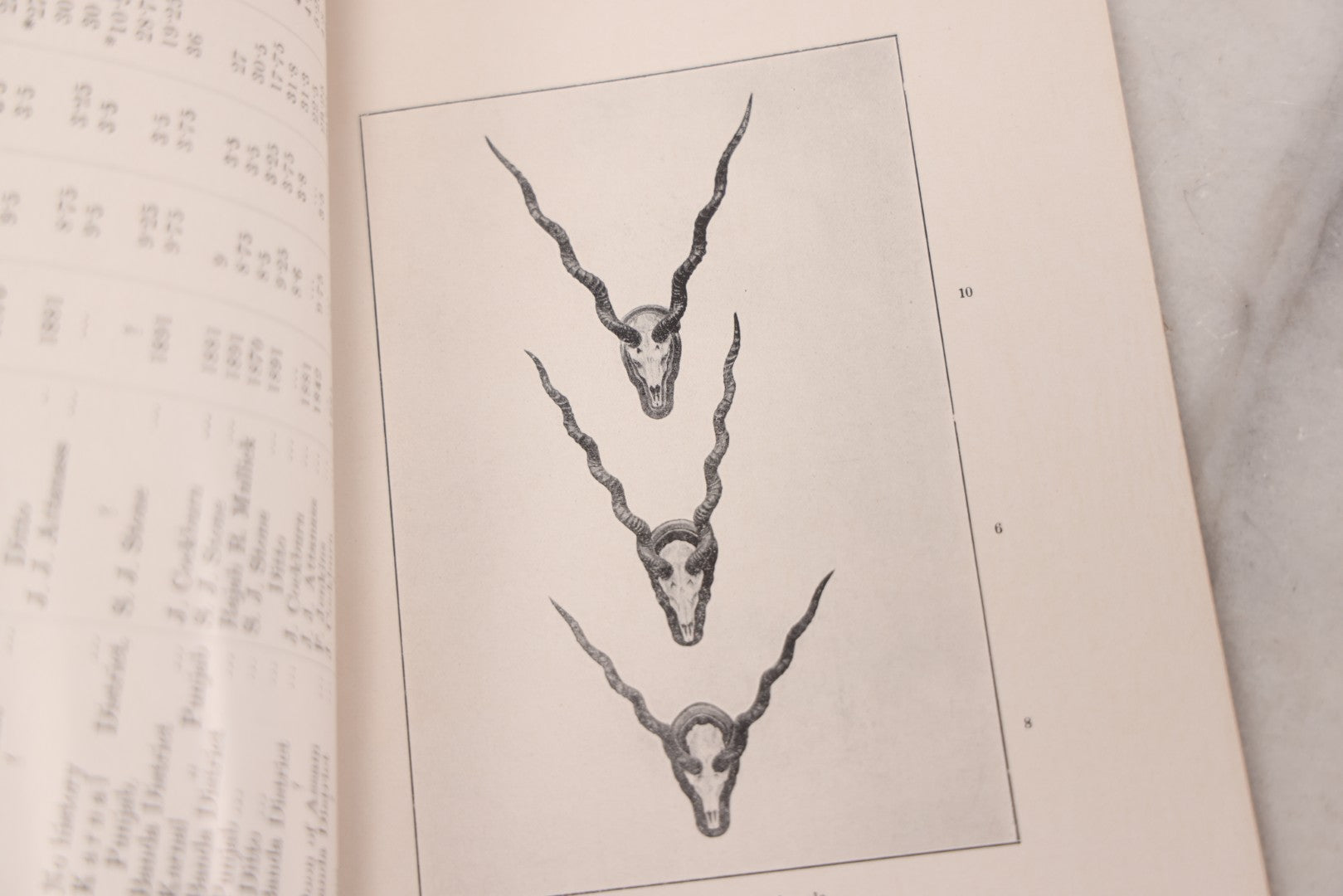 Lot 109 - "An Illustrated Catalogue Of The Asiatic Horns And Antlers In The Collection Of The Indian Museum" Antique English Booklet By T. Bentham, Published By The Indian Museum, Calcutta, India, 1908