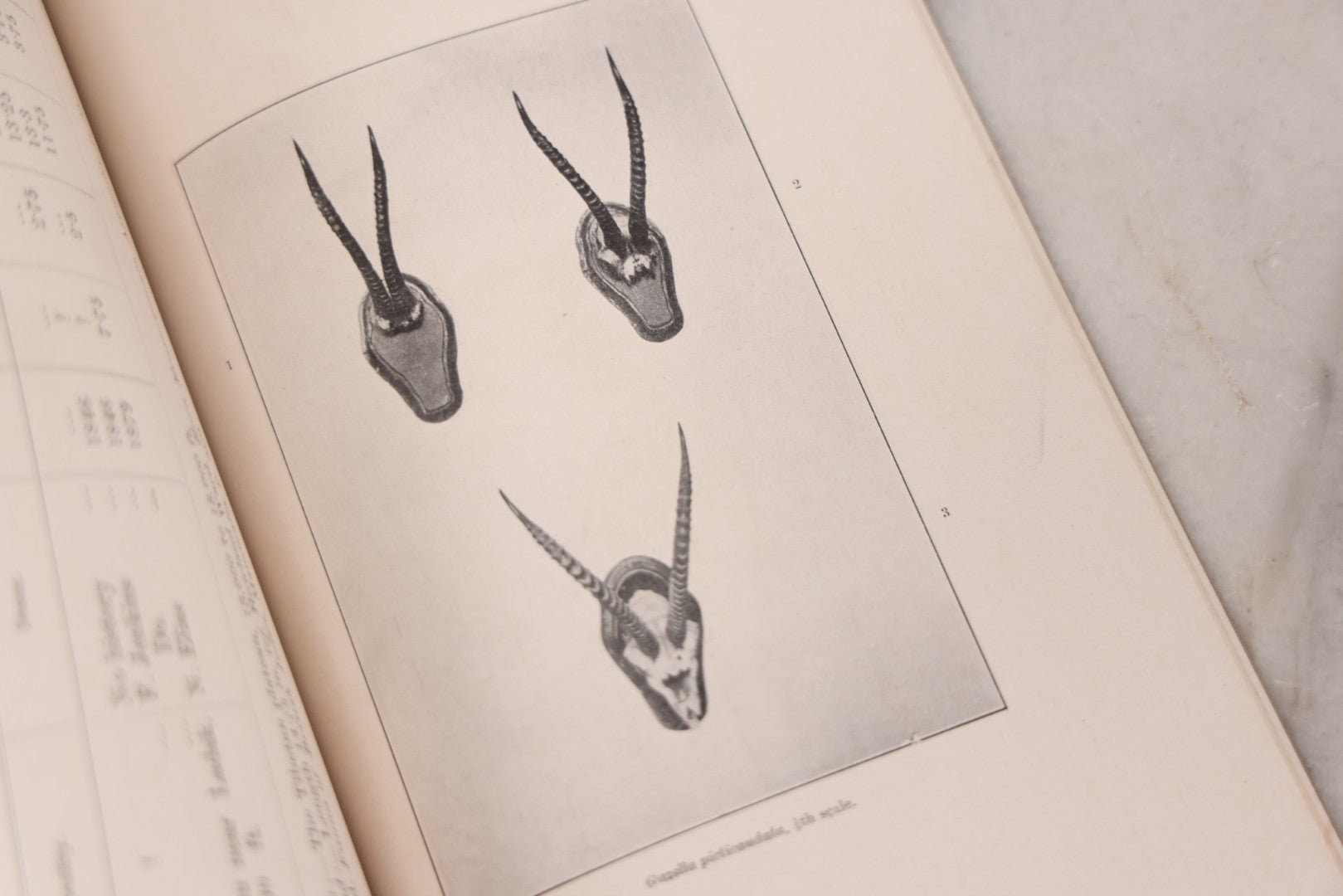 Lot 109 - "An Illustrated Catalogue Of The Asiatic Horns And Antlers In The Collection Of The Indian Museum" Antique English Booklet By T. Bentham, Published By The Indian Museum, Calcutta, India, 1908