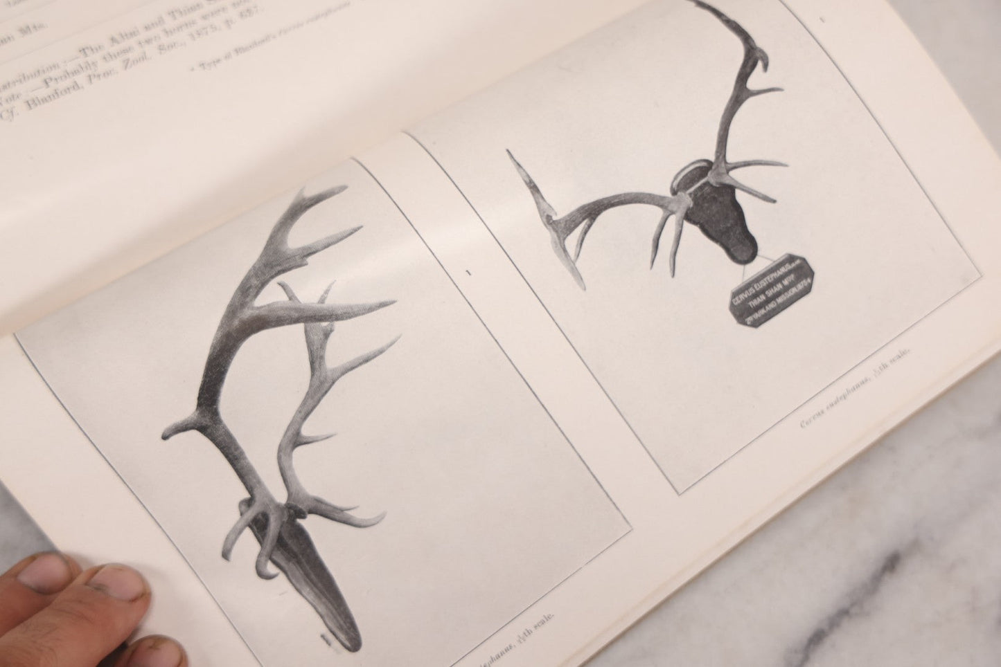 Lot 109 - "An Illustrated Catalogue Of The Asiatic Horns And Antlers In The Collection Of The Indian Museum" Antique English Booklet By T. Bentham, Published By The Indian Museum, Calcutta, India, 1908
