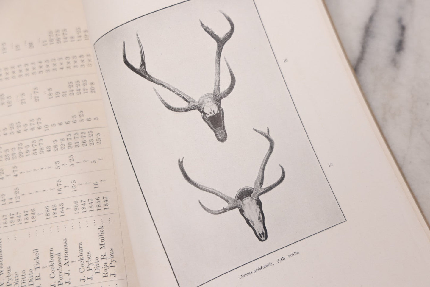 Lot 109 - "An Illustrated Catalogue Of The Asiatic Horns And Antlers In The Collection Of The Indian Museum" Antique English Booklet By T. Bentham, Published By The Indian Museum, Calcutta, India, 1908