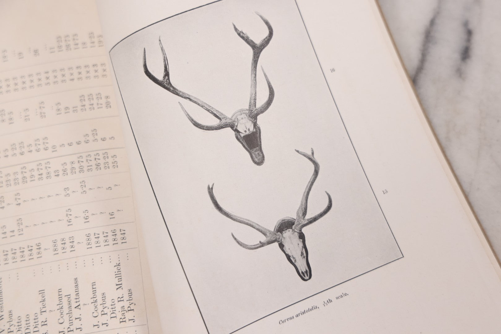 Lot 109 - "An Illustrated Catalogue Of The Asiatic Horns And Antlers In The Collection Of The Indian Museum" Antique English Booklet By T. Bentham, Published By The Indian Museum, Calcutta, India, 1908