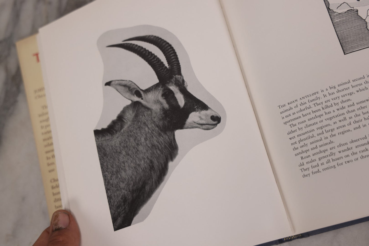 Lot 110 - "Trophy Heads" Vintage Illustrated Taxidermy Book By John W. Moyer, Published By The Ronald Press Company, New York, 1962
