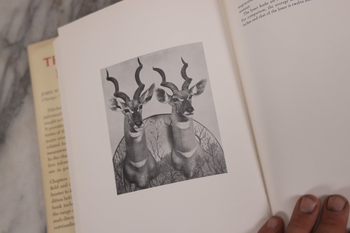 Lot 110 - "Trophy Heads" Vintage Illustrated Taxidermy Book By John W. Moyer, Published By The Ronald Press Company, New York, 1962