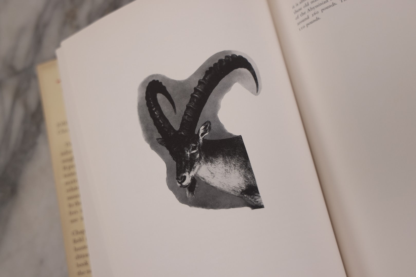 Lot 110 - "Trophy Heads" Vintage Illustrated Taxidermy Book By John W. Moyer, Published By The Ronald Press Company, New York, 1962