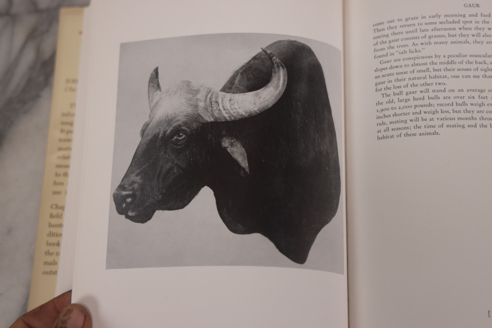 Lot 110 - "Trophy Heads" Vintage Illustrated Taxidermy Book By John W. Moyer, Published By The Ronald Press Company, New York, 1962