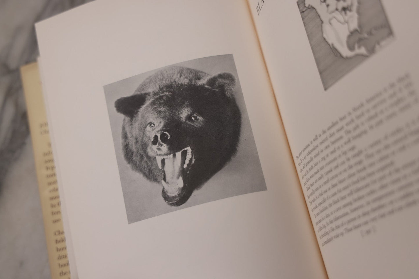 Lot 110 - "Trophy Heads" Vintage Illustrated Taxidermy Book By John W. Moyer, Published By The Ronald Press Company, New York, 1962