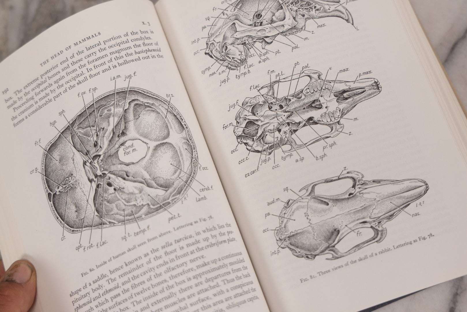 Lot 111 - "The Life Of Mammals" Vintage Illustrated Biology Book By J.Z. Young, Published By Oxford University Press, New York, 1957