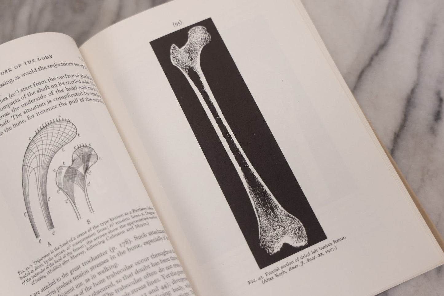 Lot 111 - "The Life Of Mammals" Vintage Illustrated Biology Book By J.Z. Young, Published By Oxford University Press, New York, 1957