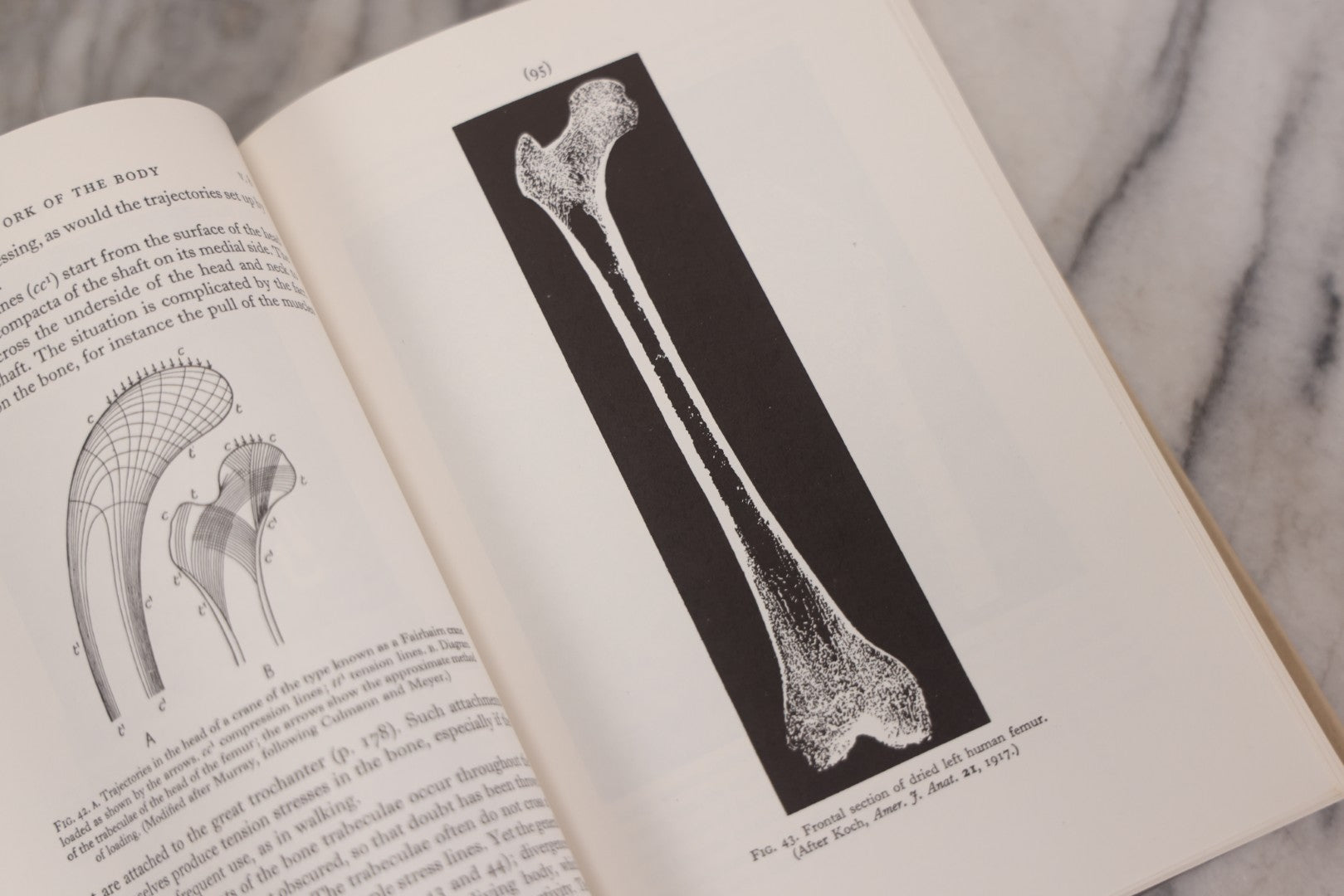 Lot 111 - "The Life Of Mammals" Vintage Illustrated Biology Book By J.Z. Young, Published By Oxford University Press, New York, 1957