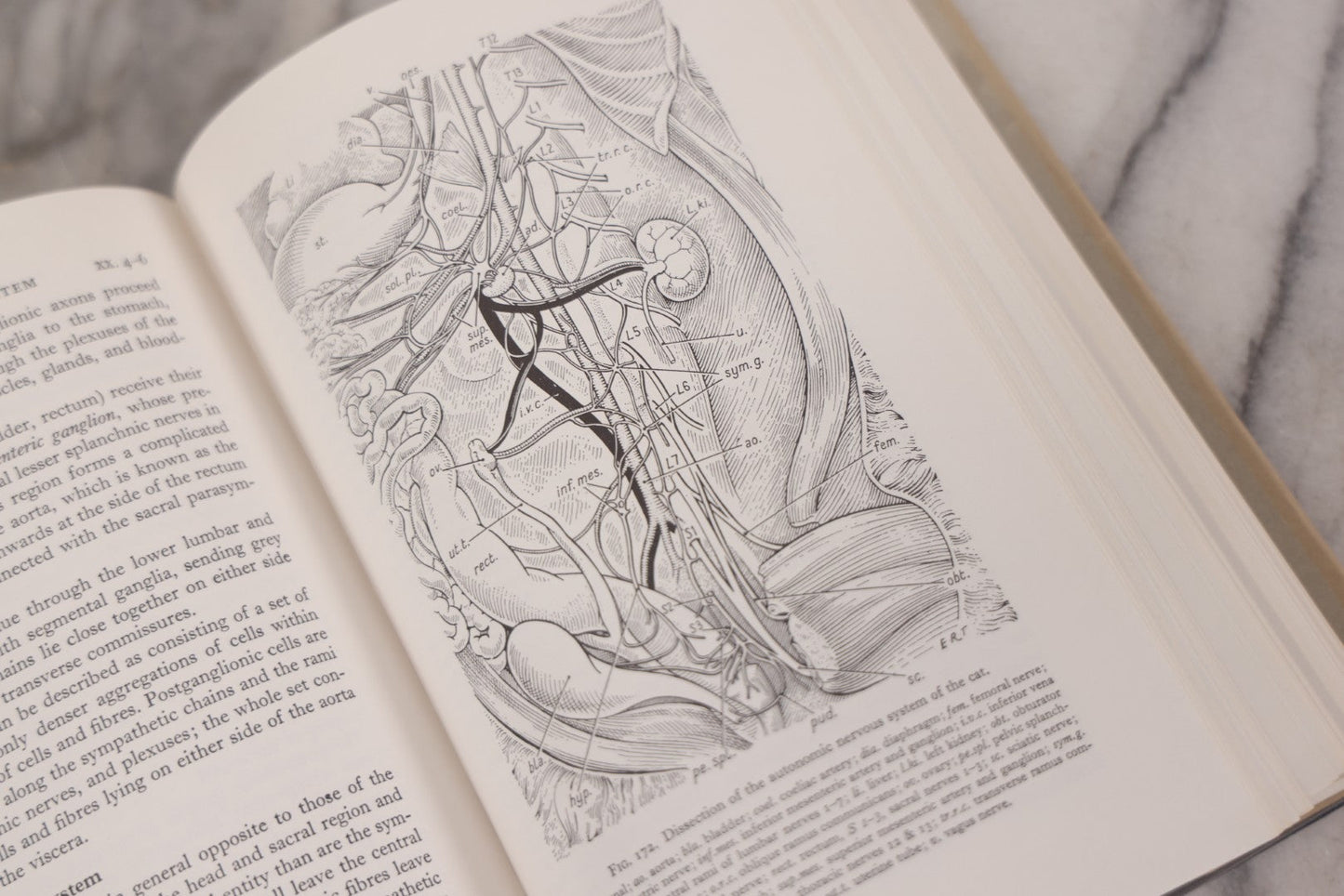 Lot 111 - "The Life Of Mammals" Vintage Illustrated Biology Book By J.Z. Young, Published By Oxford University Press, New York, 1957