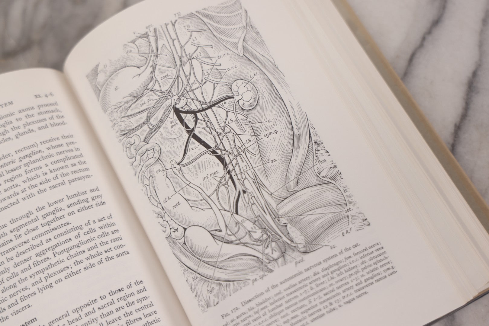 Lot 111 - "The Life Of Mammals" Vintage Illustrated Biology Book By J.Z. Young, Published By Oxford University Press, New York, 1957