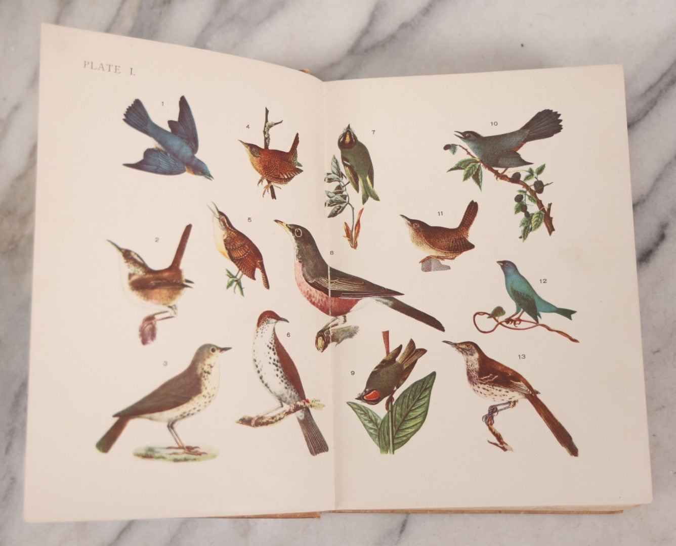 Lot 126 - "Birdcraft: A Field Book Of Two Hundred Song, Game, And Water Birds," Antique Book By Mabel Osgood Wright With 128 Color Plates And Other Illustrations, Published By Macmillan And Co., New York, 1895