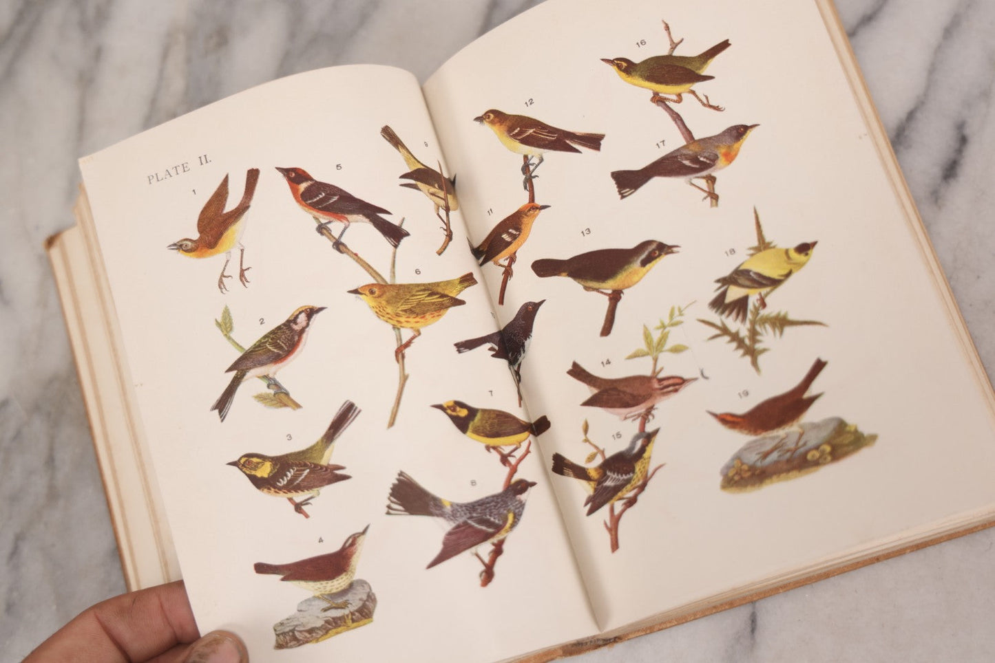 Lot 126 - "Birdcraft: A Field Book Of Two Hundred Song, Game, And Water Birds," Antique Book By Mabel Osgood Wright With 128 Color Plates And Other Illustrations, Published By Macmillan And Co., New York, 1895