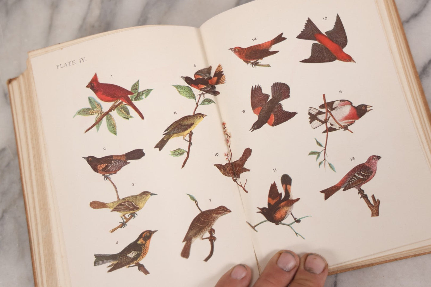 Lot 126 - "Birdcraft: A Field Book Of Two Hundred Song, Game, And Water Birds," Antique Book By Mabel Osgood Wright With 128 Color Plates And Other Illustrations, Published By Macmillan And Co., New York, 1895