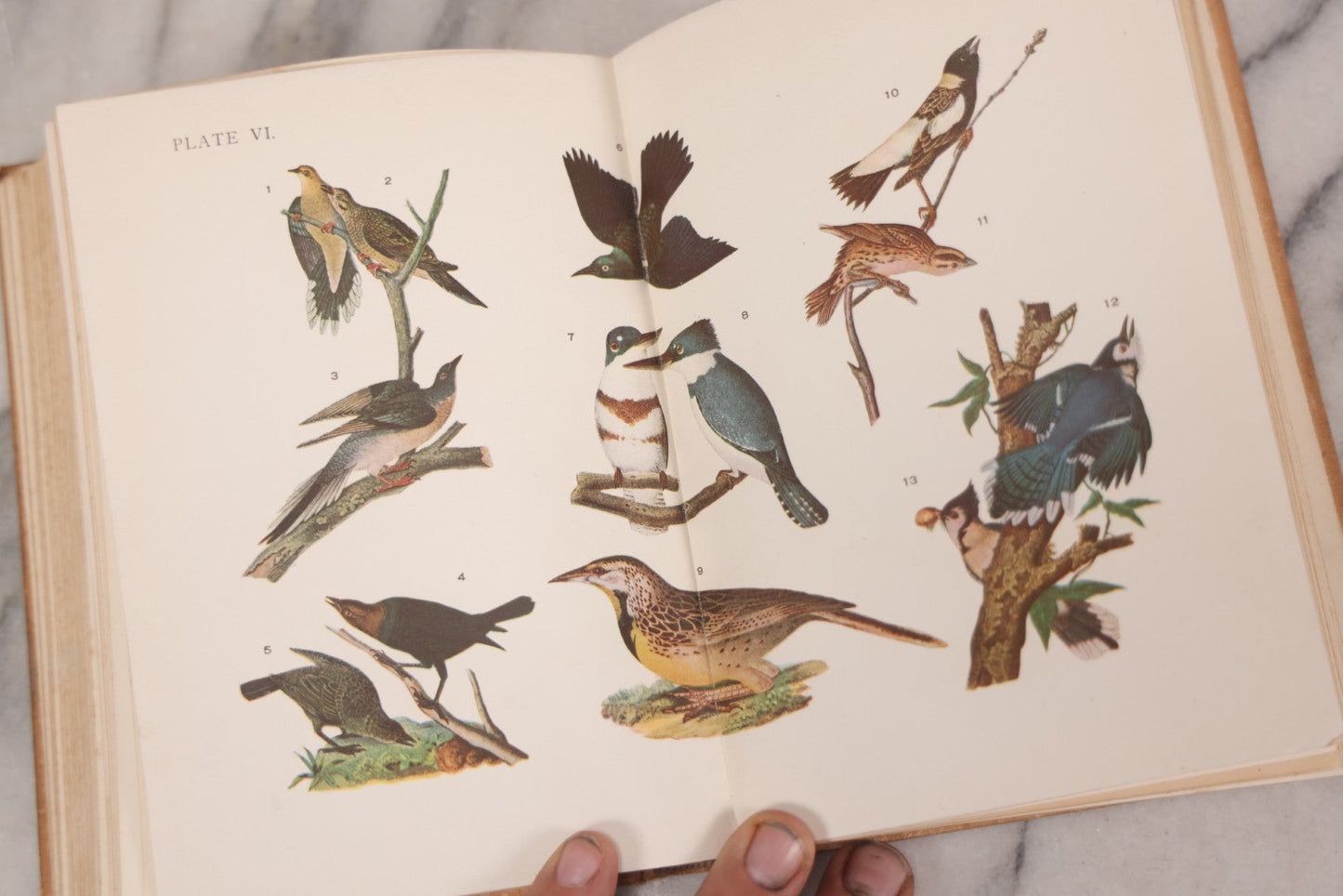 Lot 126 - "Birdcraft: A Field Book Of Two Hundred Song, Game, And Water Birds," Antique Book By Mabel Osgood Wright With 128 Color Plates And Other Illustrations, Published By Macmillan And Co., New York, 1895