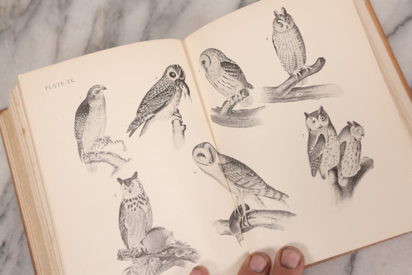 Lot 126 - "Birdcraft: A Field Book Of Two Hundred Song, Game, And Water Birds," Antique Book By Mabel Osgood Wright With 128 Color Plates And Other Illustrations, Published By Macmillan And Co., New York, 1895