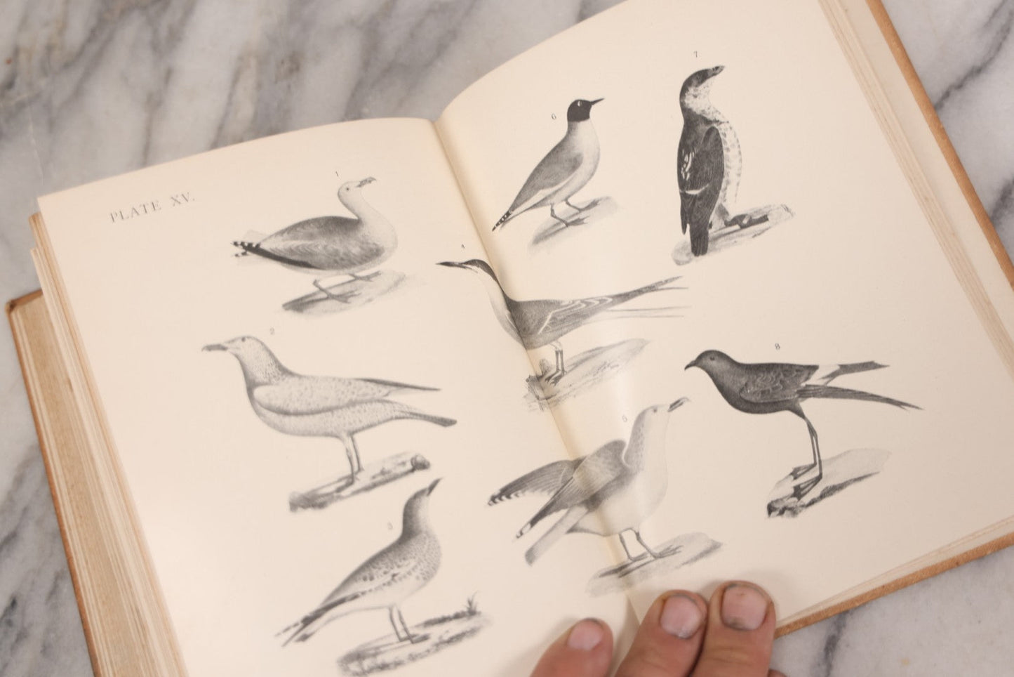 Lot 126 - "Birdcraft: A Field Book Of Two Hundred Song, Game, And Water Birds," Antique Book By Mabel Osgood Wright With 128 Color Plates And Other Illustrations, Published By Macmillan And Co., New York, 1895